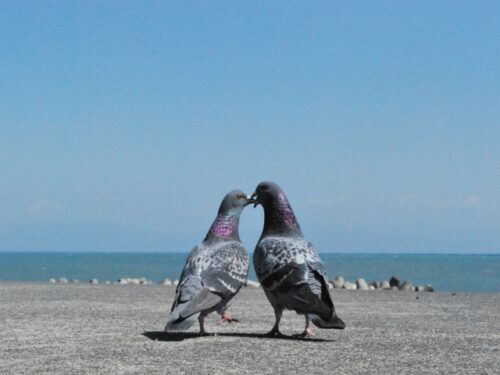 鳩の画像