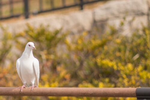 鳩の画像