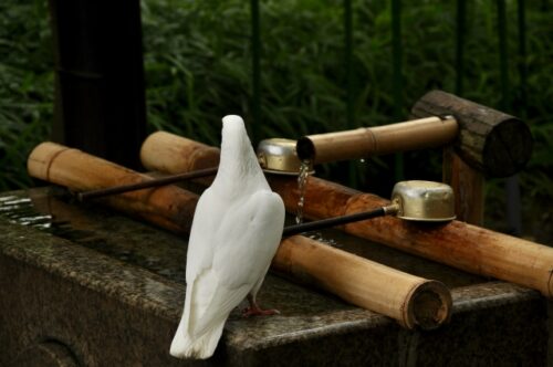 鳩の画像